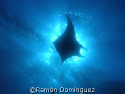 giant manta silhouette by Ramón Domínguez 